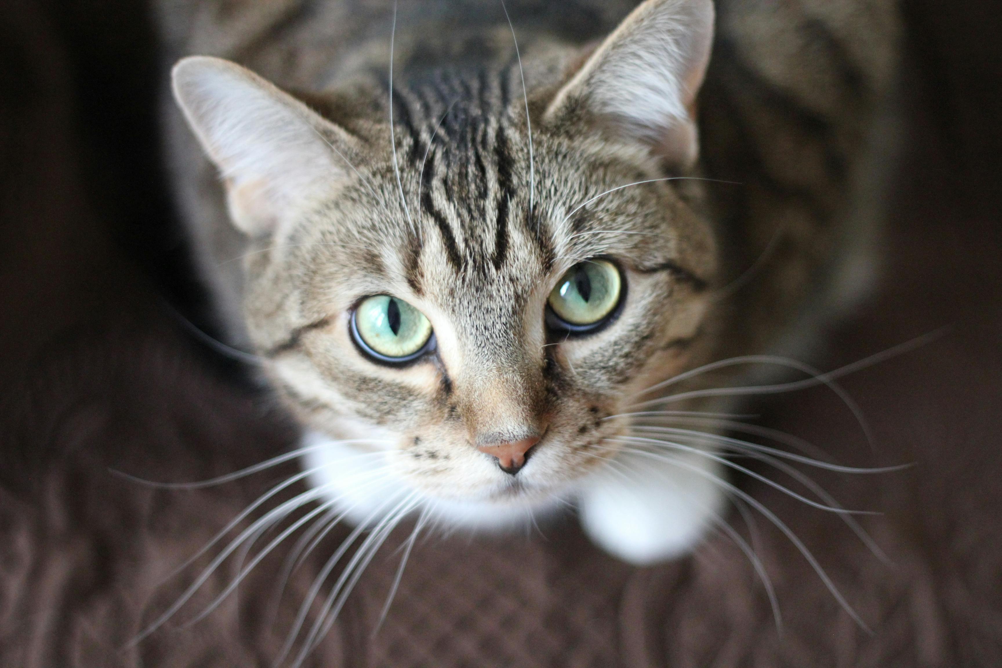 How to Choose the Right Cat Litter for Your Cat’s Needs ?