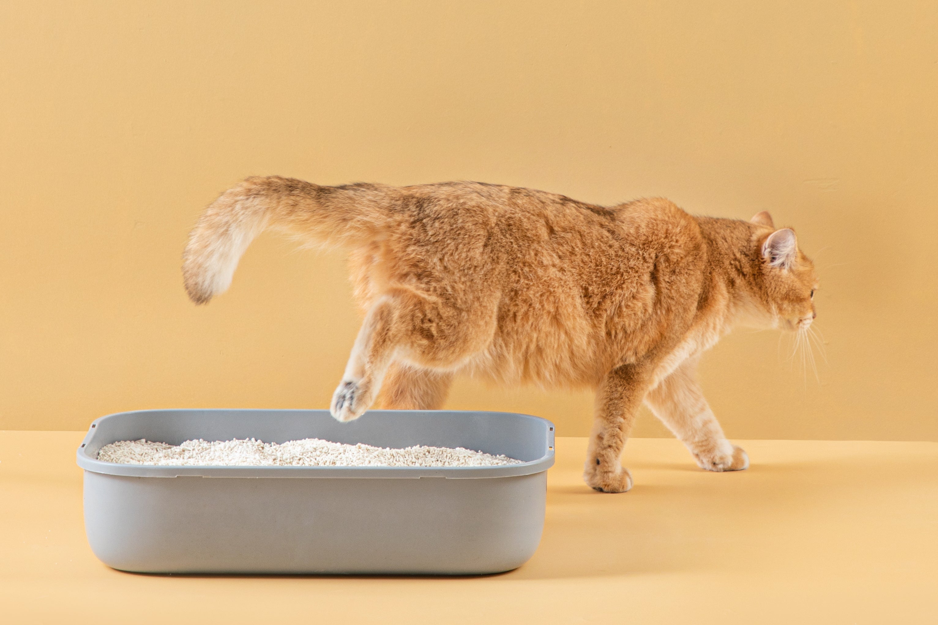 Cat leaving a gray litter box on a beige background